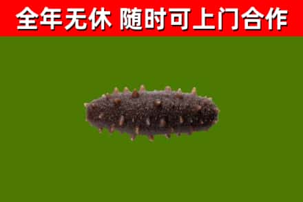 喀什烟酒回收干海参.jpg